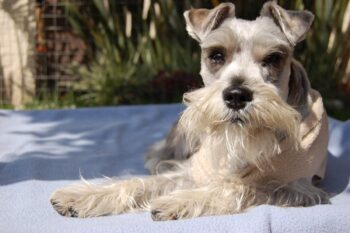 best dog bed for your Schnauzer