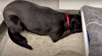 Shelter Dog Shuts Down & No One Wants Him, Hears The Word "Walk"