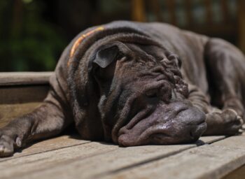 best dog bed for your Shar Pei