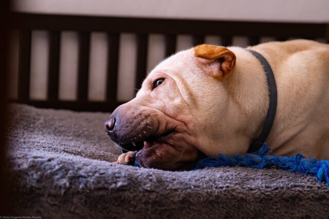 the best dog bed for your Shar Pei