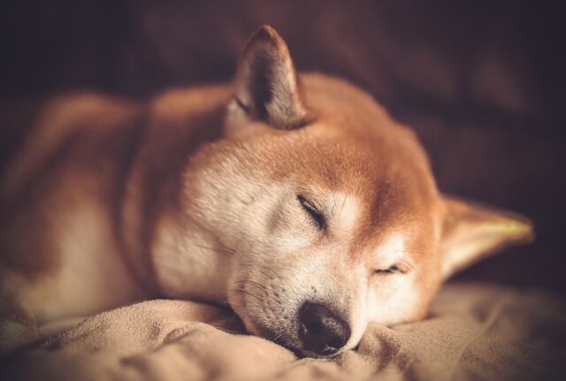 Shiba Inu sleeping on best dog bed