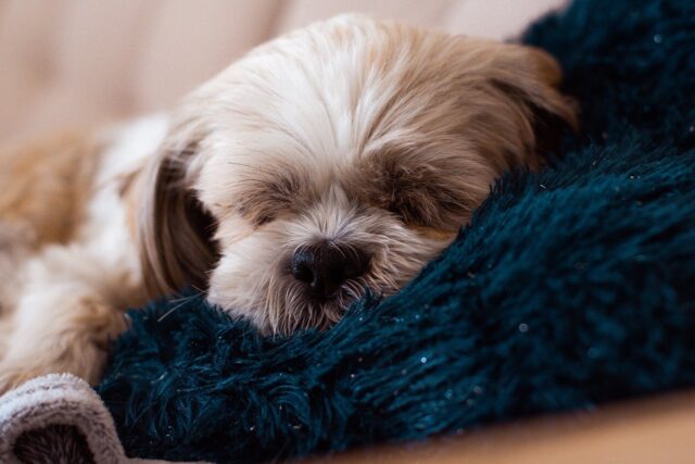 Shih Tzu sleeping on best dog bed