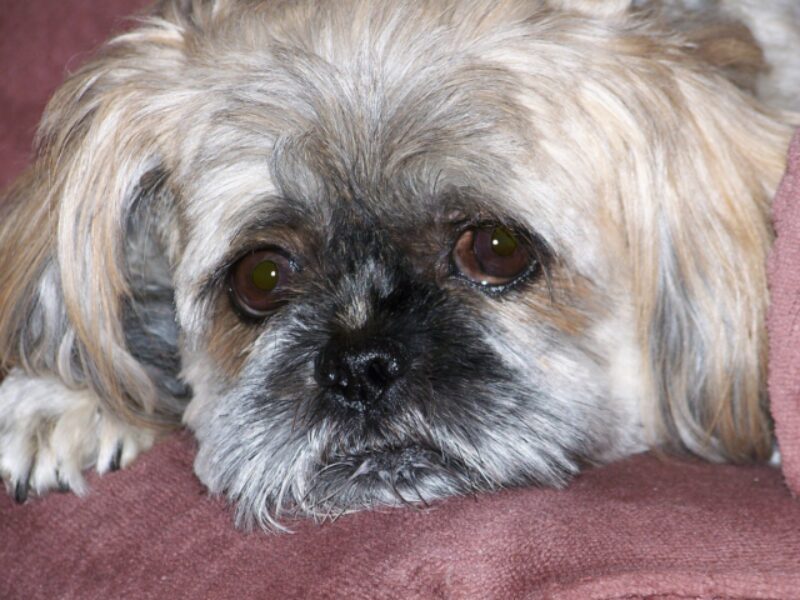 Best Dog Beds for Shih Tzus