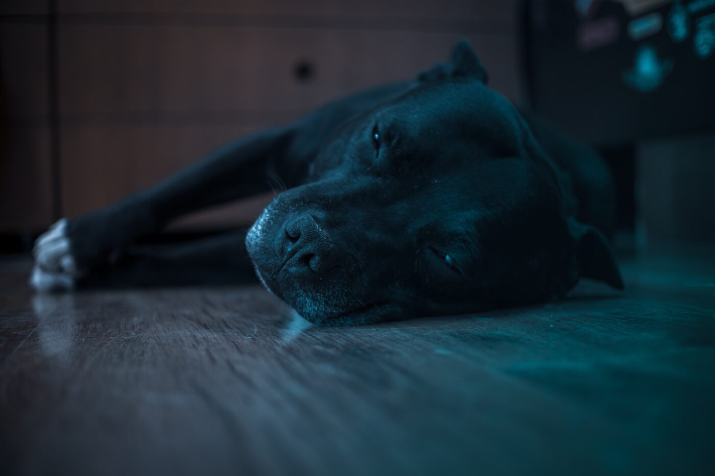 best dog bed for Staffordshire Bull Terrier