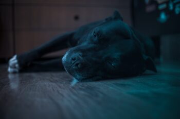 PetWireDaily — Best Dog Beds for Staffordshire Bull Terriers