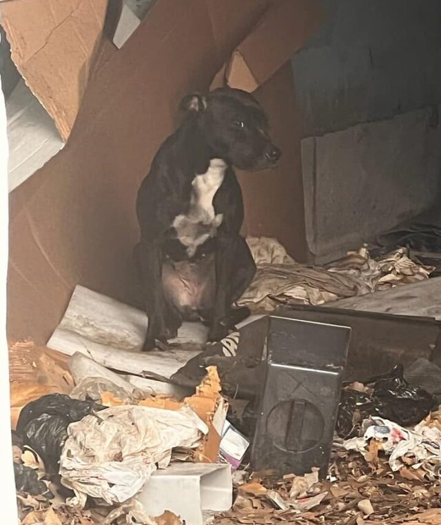 Stolen dog in filthy conditions