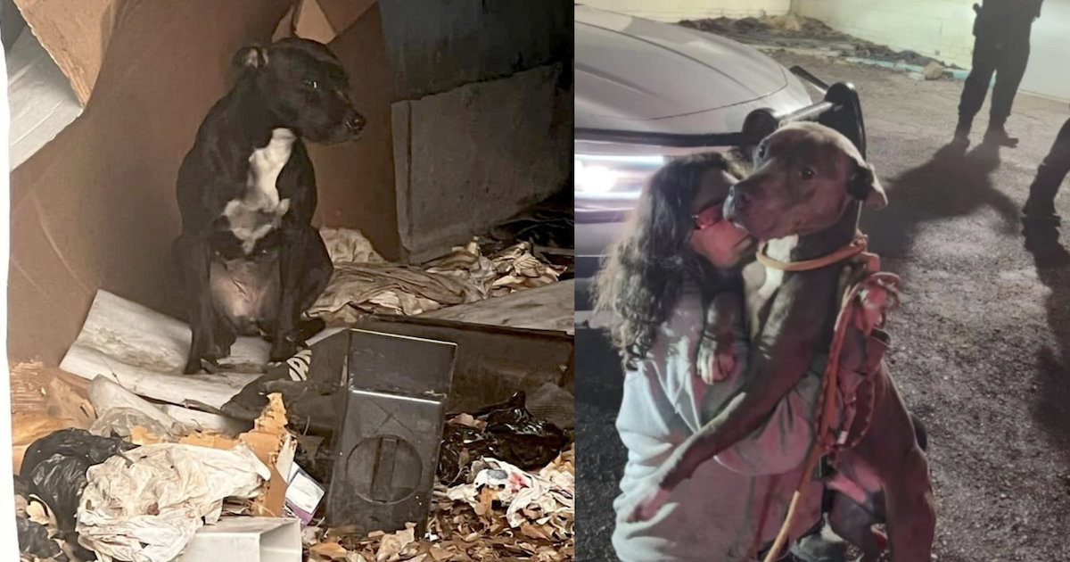 Stolen rescue dogs found