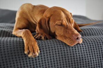 PetWireDaily — Best Dog Beds for Vizslas