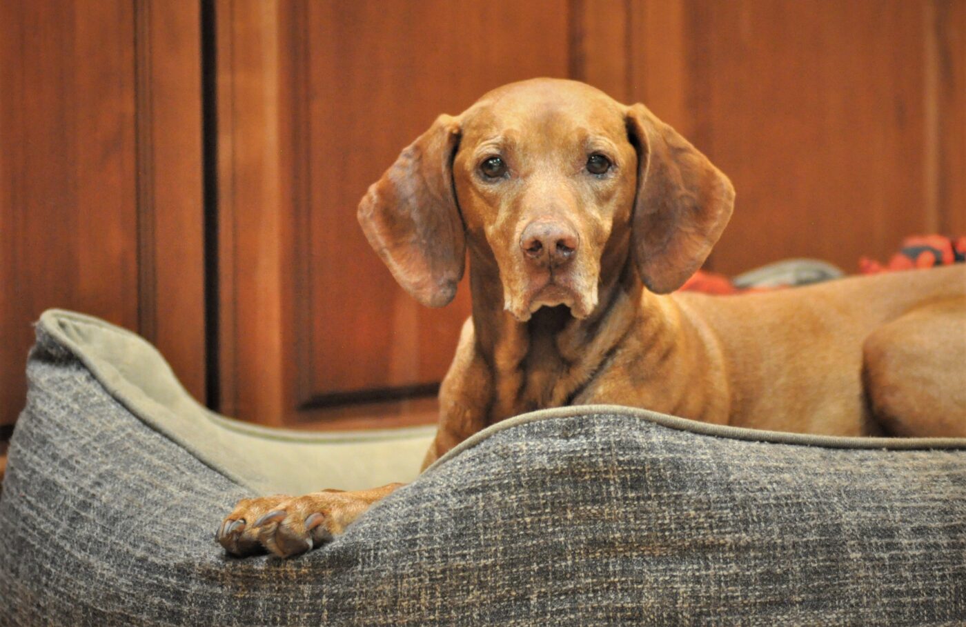 the best dog bed for your Vizsla