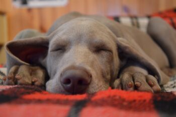 PetWireDaily — Best Dog Beds for Weimaraners