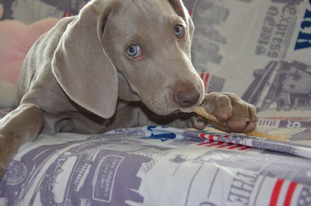 the best dog bed for your Weimaraner