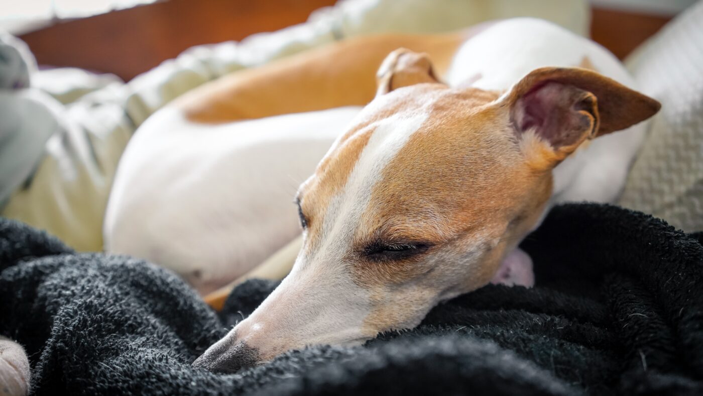 best dog bed for your Whippet