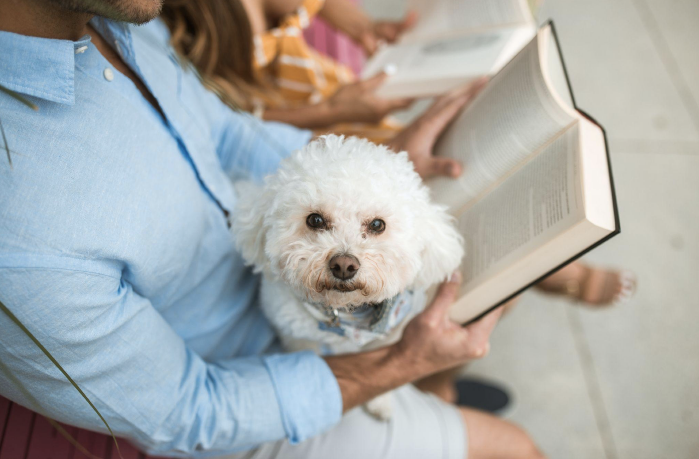 White dog sitting on lap