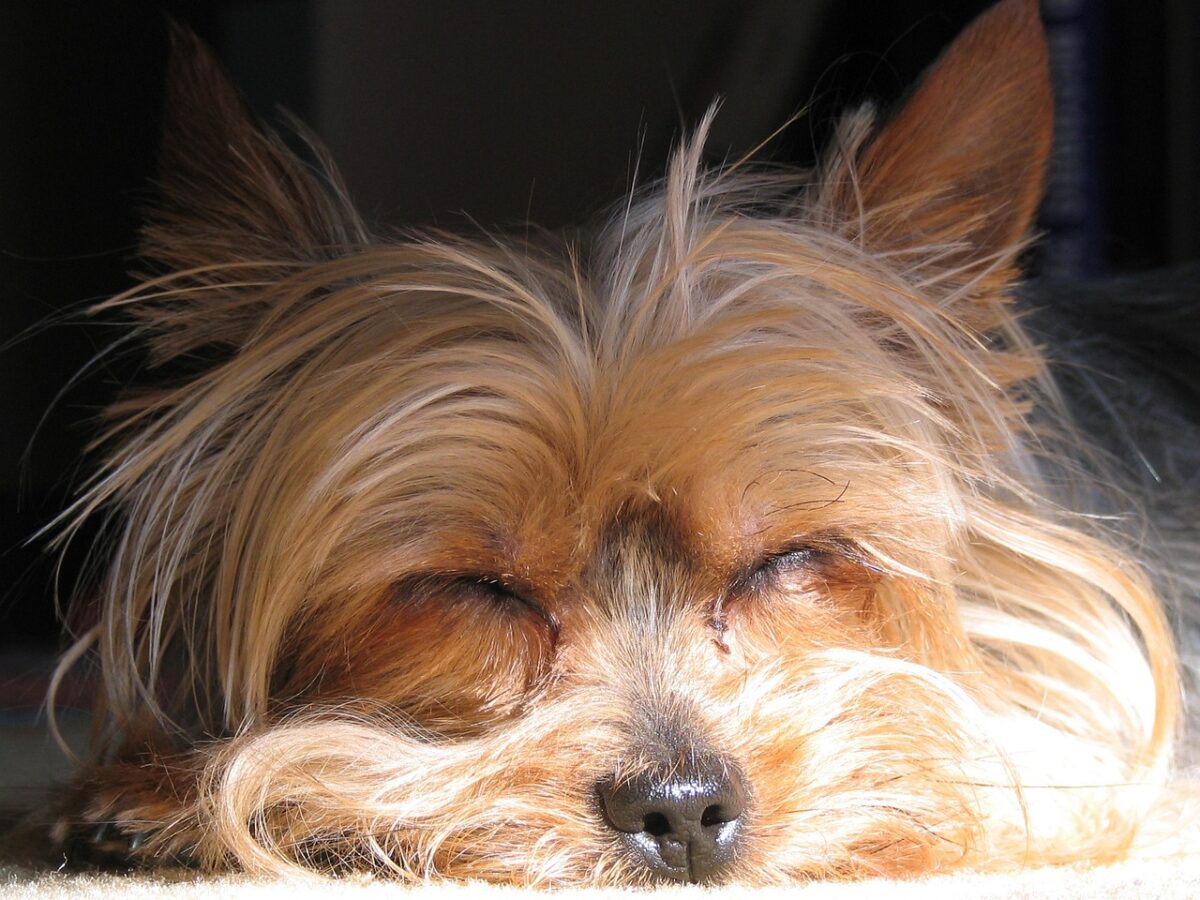 best dog bed for your Yorkie