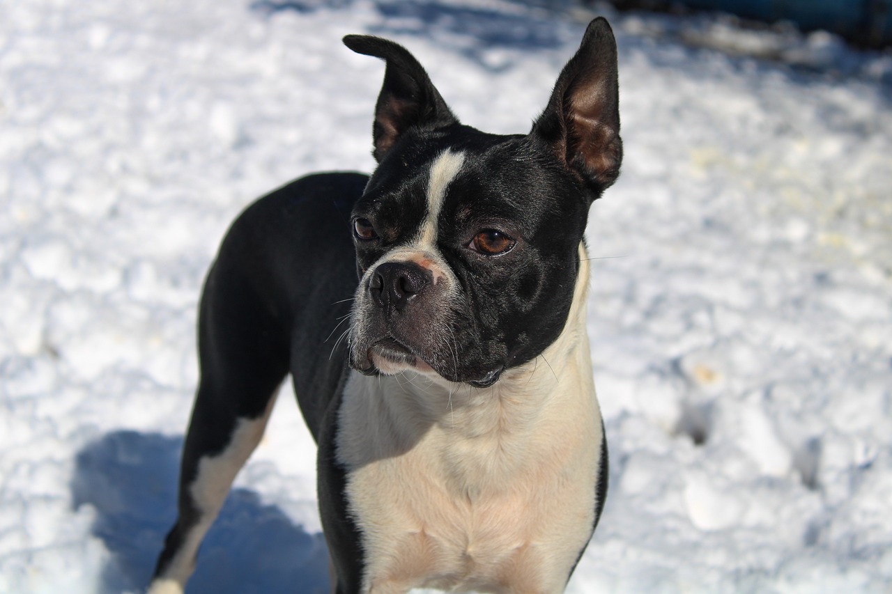20 Best Foods for Boston Terriers with Allergies