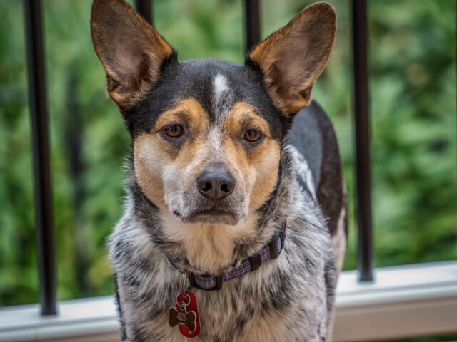 Best raw dog food for Australian Cattle Dogs