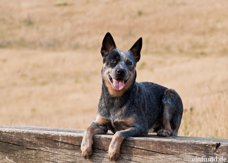 Best raw dog food for Australian Cattle Dogs