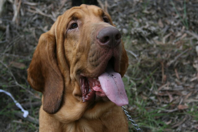Best raw dog food for Bloodhounds