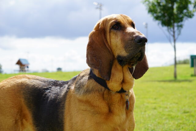 Best raw dog food for Bloodhounds