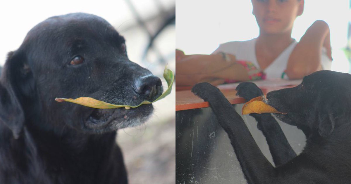 Clever Dog Buys Himself Daily Treats Using Leaves As Cash