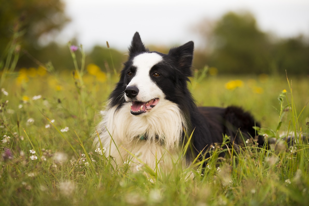 20 Best Foods for Border Collie with Allergies
