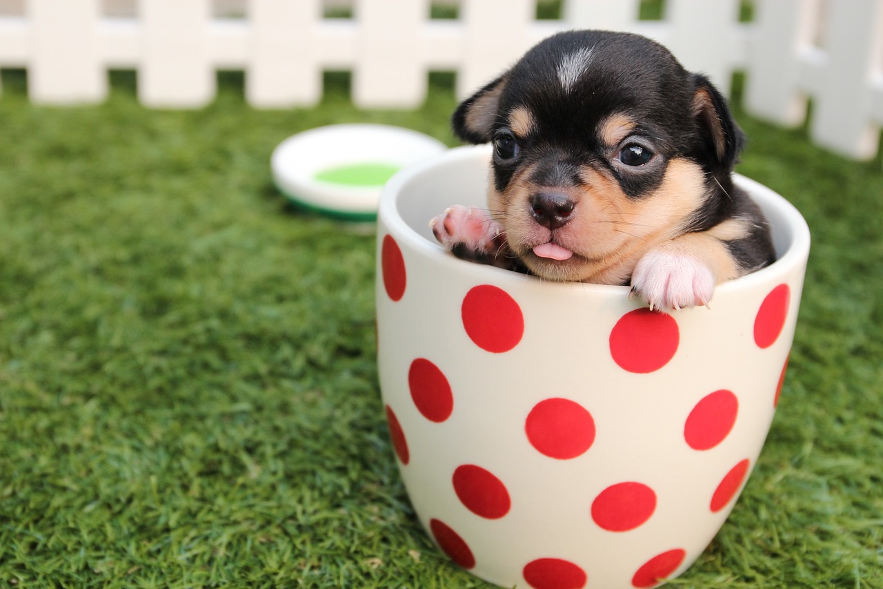 25 Best Chihuahua Puppy Foods