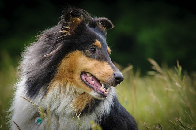 Best raw dog food for Collies