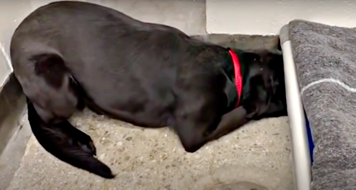 Shelter Canine Shuts Down & No One Needs Him, Hears The Phrase “Stroll”