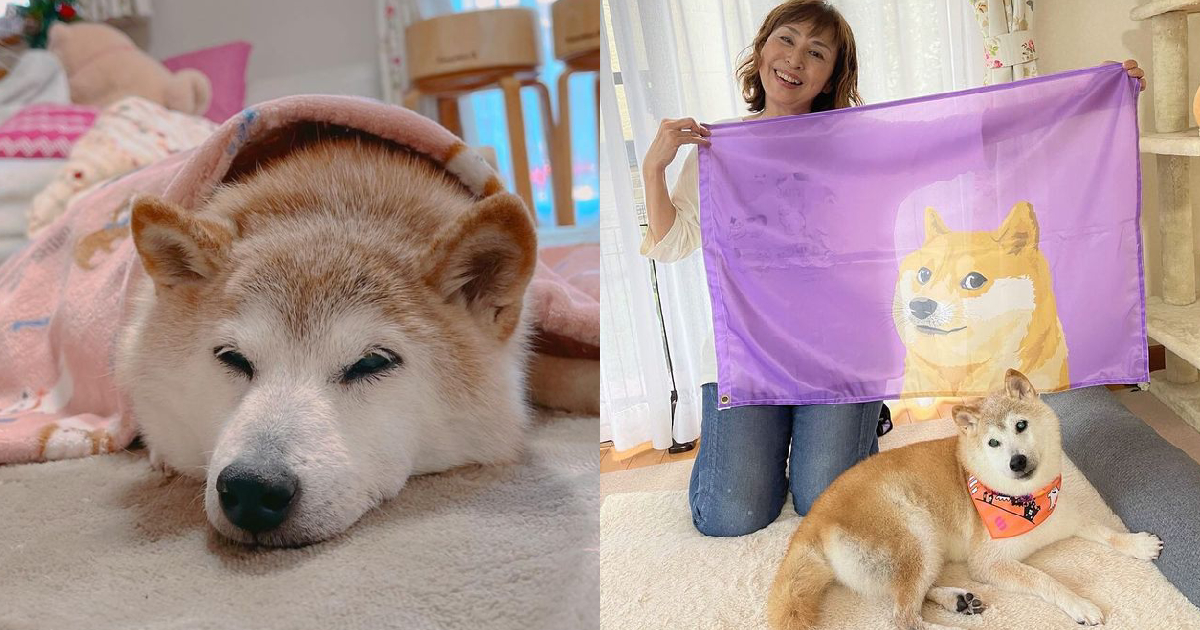 Shiba Inu Famed For ‘Doge’ Meme Stricken With Liver Illness And Leukemia