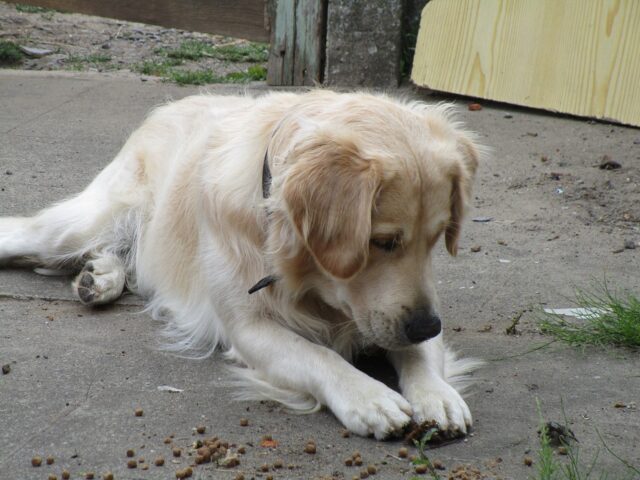 Golden Retriever eating best raw dog food.
