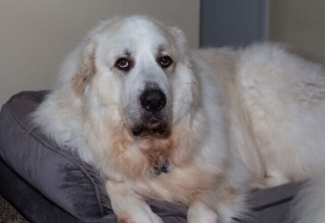 the best dog bed for your Great Pyrenees