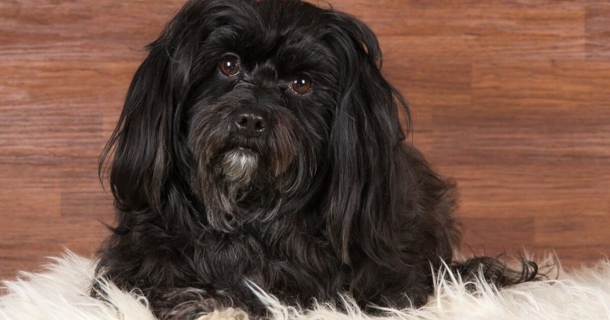 10 Finest Canine Beds for Havanese