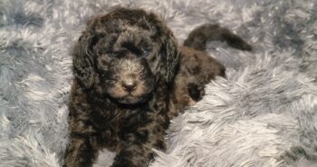 PetWireDaily — Best Dog Beds for Labradoodles