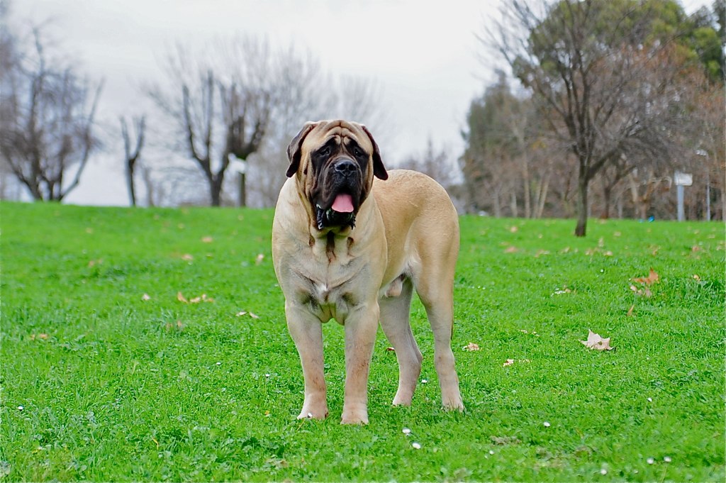 11 Finest Uncooked Canine Meals Manufacturers for Mastiffs