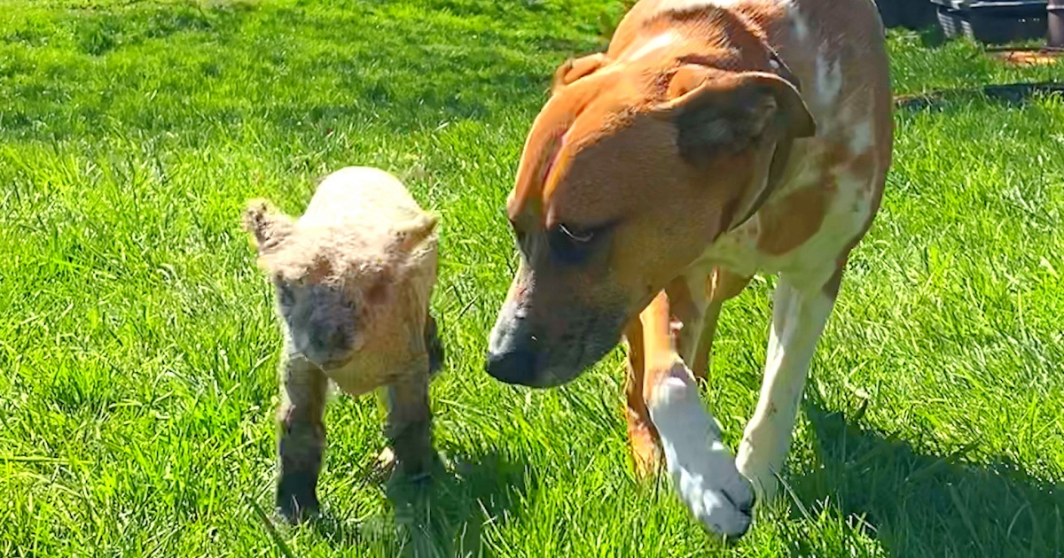 Dog Finds Tiniest Abandoned Lamb And Decides She’s Her Baby