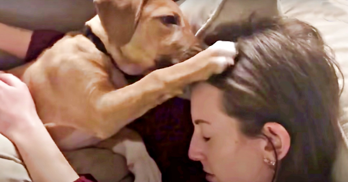 Rescue Pet Comforts Grieving Mother After A Miscarriage