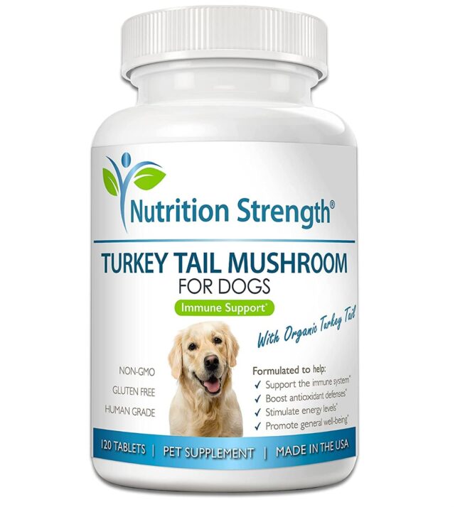 best mushrooms for dogs