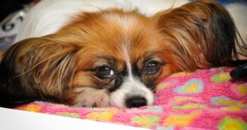best dog bed for your Papillon