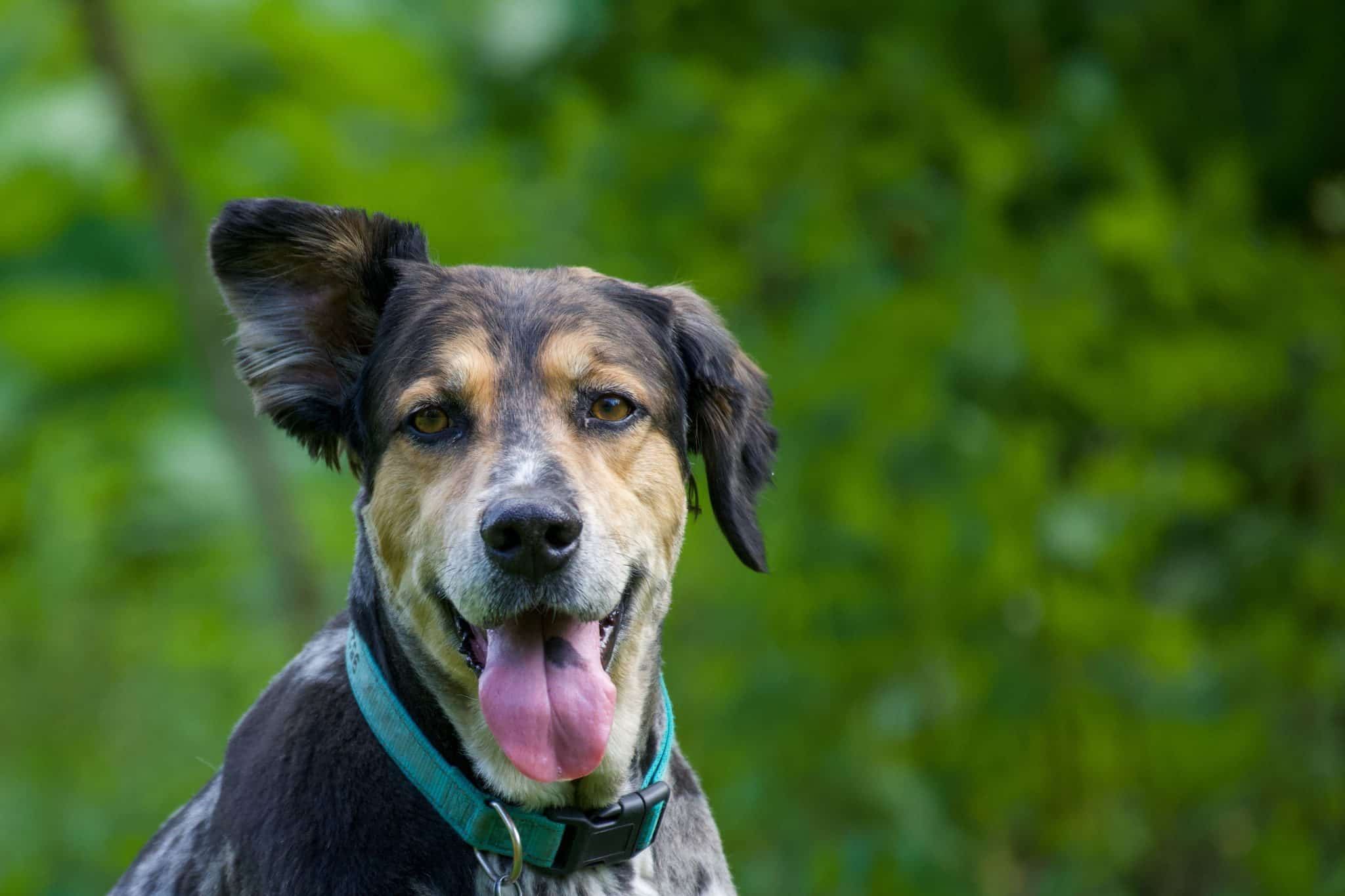 Signs Your Dog May Have An Ear Infection And How To Help