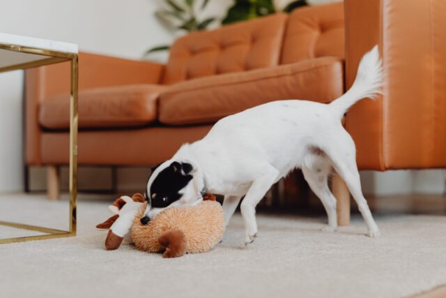 best dog subscription boxes