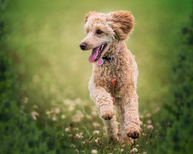 best hip and joint supplements for dogs