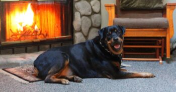 best dog bed for your Rottweiler