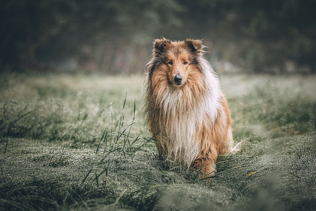 Best raw dog food for Collies