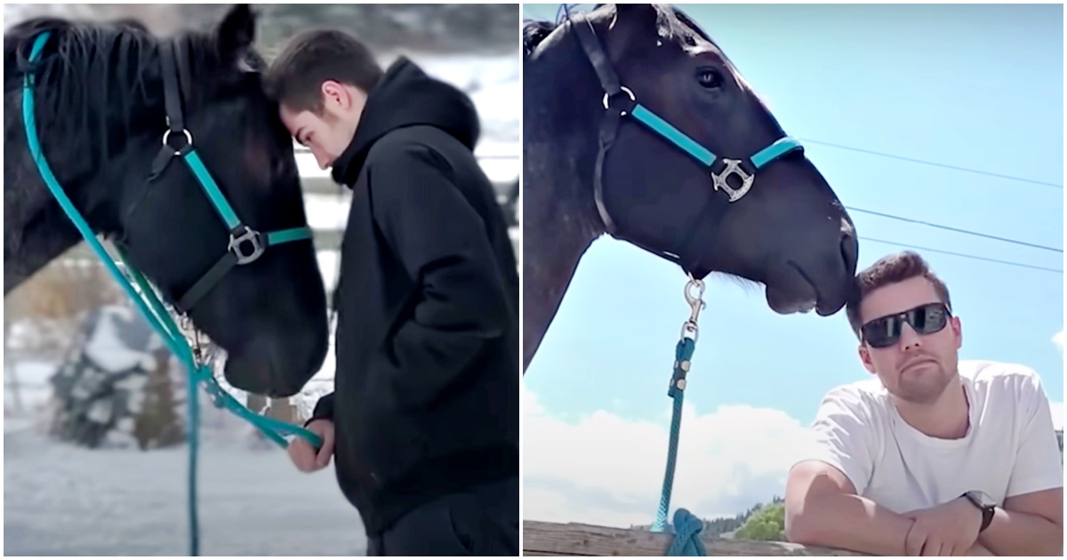 Horse That Doesn't Like His New Mom Develops Massive Crush On Her Boyfriend