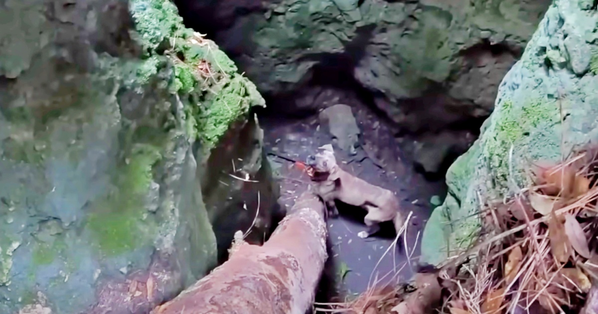 Man Hurries To Pull Dog Out Of Cave Before Storm Hits But Fails