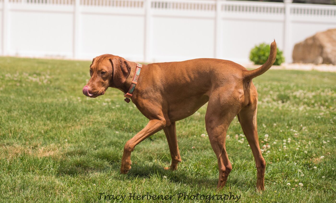 Best raw dog food for Vizslas