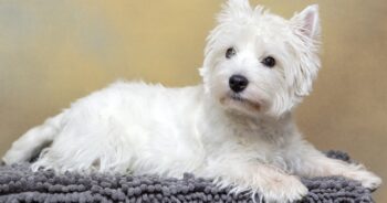 best dog bed for your Westie