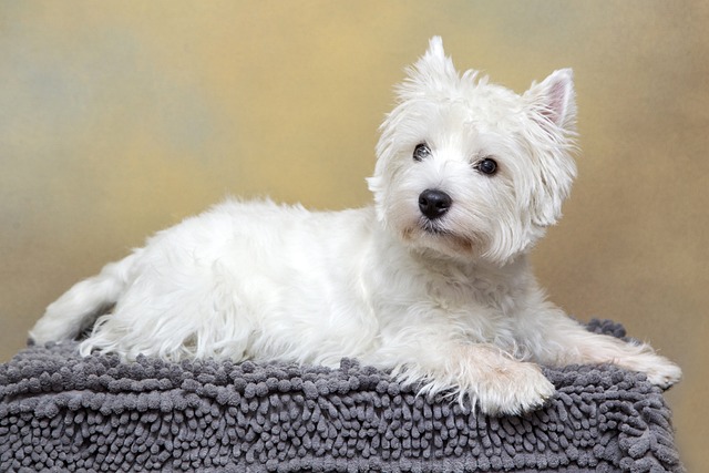 the best dog bed for your Westie