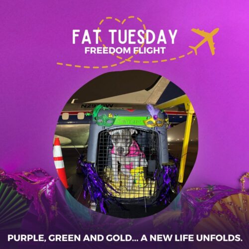 Fat Tuesday Freedom Rescue Flight - Donate To Help Shelter Pups Fly To Safety
