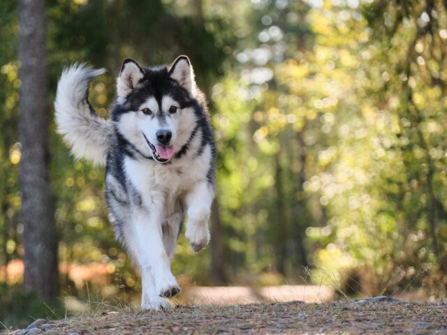 best dog food topper for your Alaskan Malamute